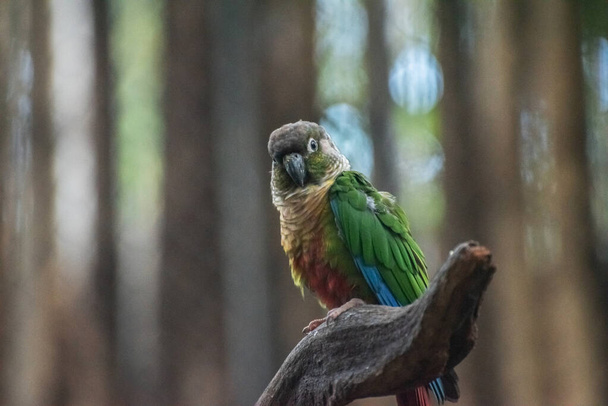 Beautiful parrot, Sun Conure on tree branch - Photo, Image