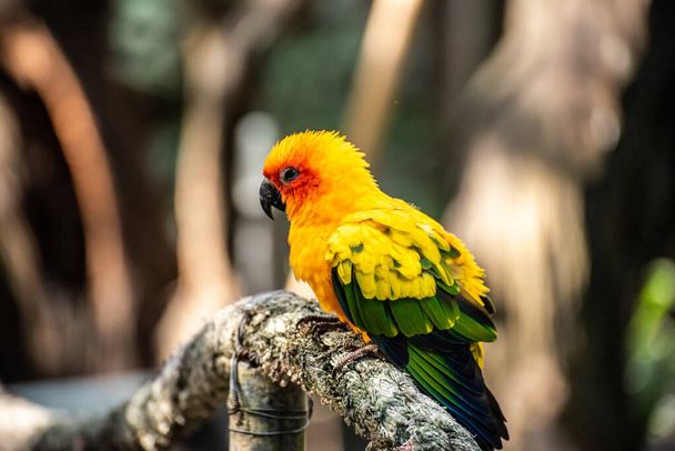 Beautiful parrot, Sun Conure on tree branch - 写真・画像