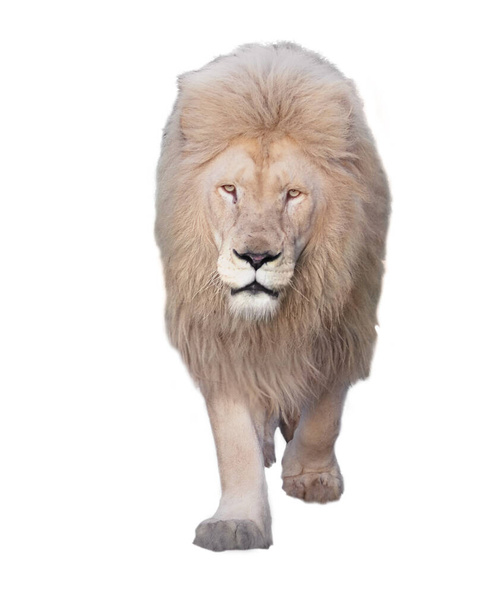 Leão andando e olhando para a câmera isolada em branco
 - Foto, Imagem