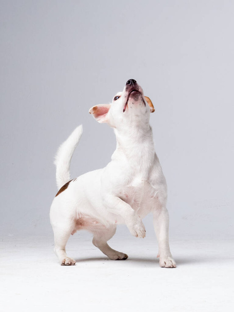 Playful Jack Russell Terrier close up portrait - Foto, afbeelding