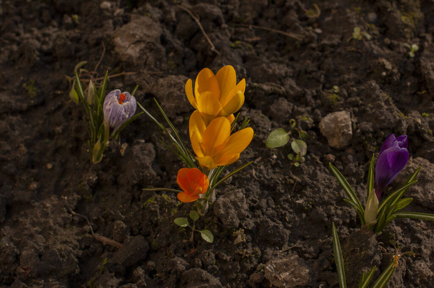 Dutch yellow crocus closeup. Primroses flowering crocus. Crocus on the ground. Spring, first flowers, crocuses, yellow spring flowers. Hooray spring. Spring has come, March - Photo, Image