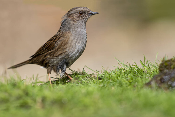Prunella modularis (Dunnock) perched in the grass on a light background out of focus - Photo, Image