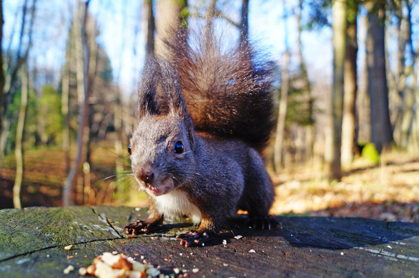 Orava musta pörröinen turkki istuu kanto peitetty vihreä sammalta puistossa
 - Valokuva, kuva