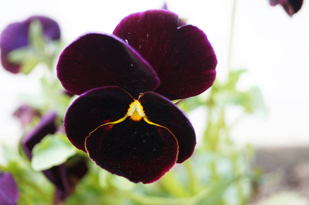 Fleurs violettes et bourgeons aux délicats pétales bleus, jaunes, bordeaux, violets et blancs sur le parterre
 - Photo, image