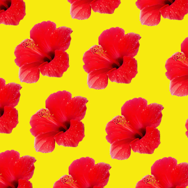 Large flower of red hibiscus Hibiscus rose sinensis pattern background on the yellow background. - Zdjęcie, obraz