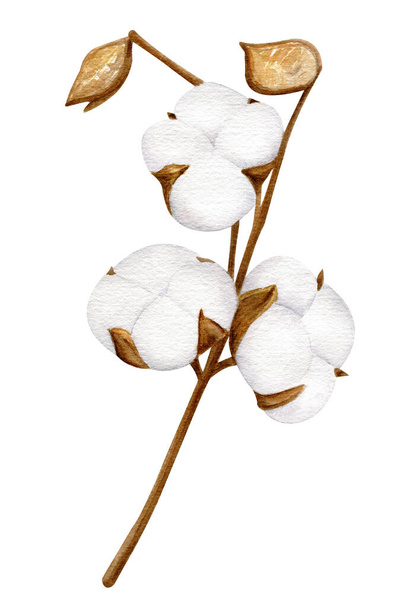 Akvarell pamut ág fehér virágokkal. Kézzel rajzolt botanikai illusztráció száraz bolyhos pamut növény elszigetelt fehér alapon - Fotó, kép