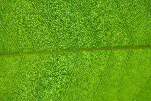 Tree green leaf texture close up for background  - Photo, Image