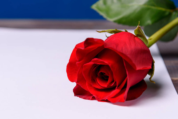 Κόκκινο τριαντάφυλλο σε λευκό σεντόνι. Θέση για κείμενο. Συγχαρητήρια για τις διακοπές.. - Φωτογραφία, εικόνα