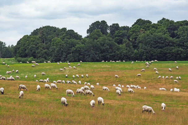 Schafherde auf einer Weide in Mecklenburg-Vorpommern - Foto, Bild