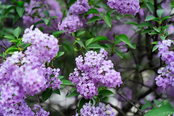 Blooming lilac flowers - Foto, Imagen