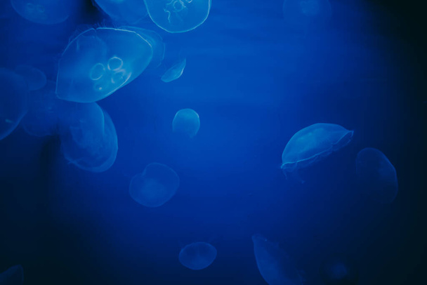 Molte meduse comuni o Aurelia aurita in acque scure profonde
. - Foto, immagini