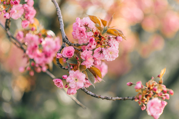 Beautiful nature scene with blooming sakura. - 写真・画像