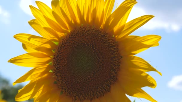Prachtige velden met zonnebloemen in de zomer. close-up. grote zonnebloem. veld van gele zonnebloem bloemen tegen een achtergrond van wolken. zonnebloem zwaait in de wind. Planten die rijpen op het veld. - Video