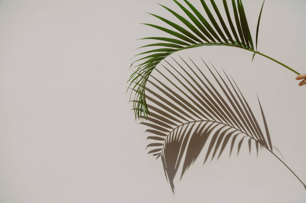 hand holds a graceful green branch of the Howea palm tree. She gives an original shadow on the wall - Foto, Bild