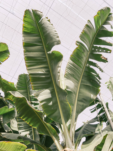 Folhas de banana na plantação
 - Foto, Imagem