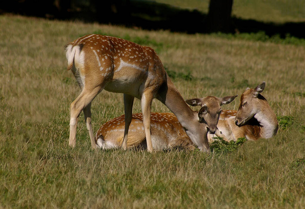 a group of fallow deer - Photo, Image