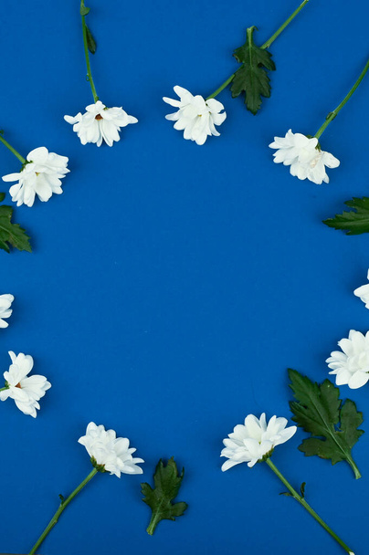 Hoge hoek uitzicht van een witte madeliefje bloemen op een blauwe achtergrond. Ronde ruimte voor tekst - Foto, afbeelding