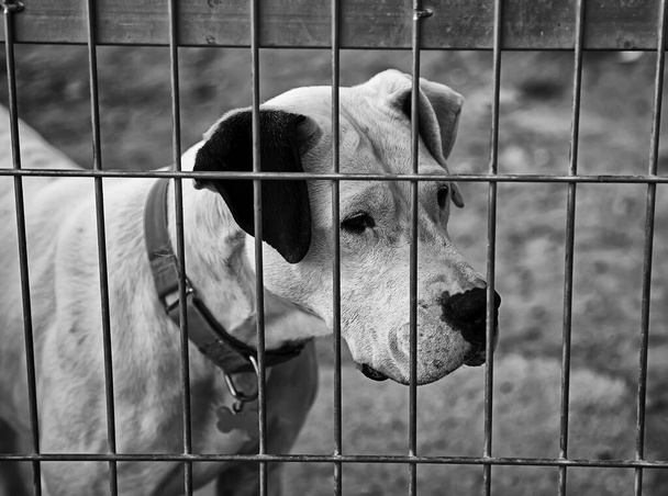 Cane in canile chiuso, animali abbandonati, abusi - Foto, immagini