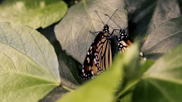 Dwa motyle siedzą na liściach - Materiał filmowy, wideo
