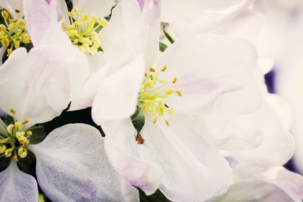 Hermosas flores en el manzano en la naturaleza, Florecimiento de flores de cerezo en primavera, fondo natural floral estacional
. - Foto, Imagen
