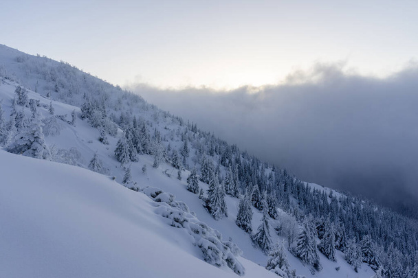 Erfrorene Bäume im tiefen Schnee. Tatra. - Foto, Bild