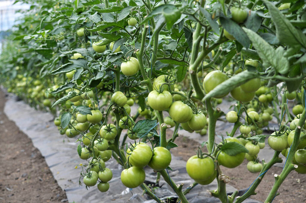 Pomidory są uprawiane w szklarniach z poliwęglanu w glebach organicznych - Zdjęcie, obraz