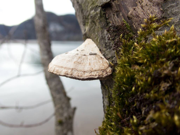 détail d'un polyporus sur un arbre avec mousse
 - Photo, image