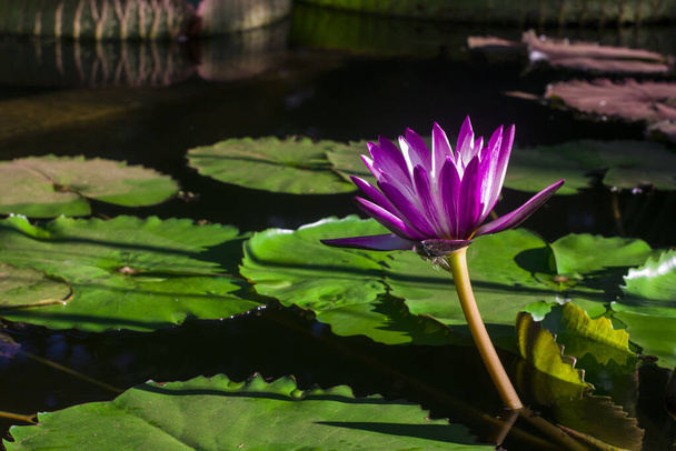 einige Wasserpflanzen mit einer lila Blüte in einem See in Argentinien - Foto, Bild