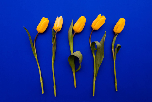 Yellow tulips flowers on a blue background top view selective focus. - Fotó, kép