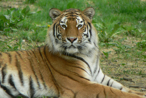 Closeup of animal at zoo - Foto, Imagen