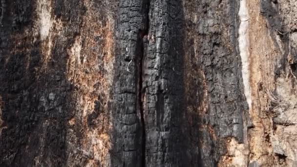 The trunk of a tree burnt in a fire. - Felvétel, videó