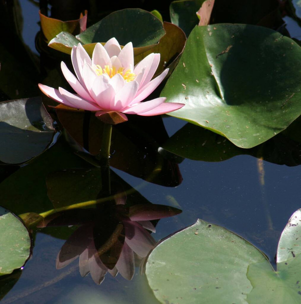 closeup view of beautiful water lily - Фото, изображение