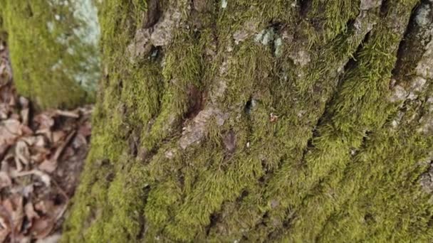Moss on a tree. Shooting of the trunk and bark of the tree. - Felvétel, videó