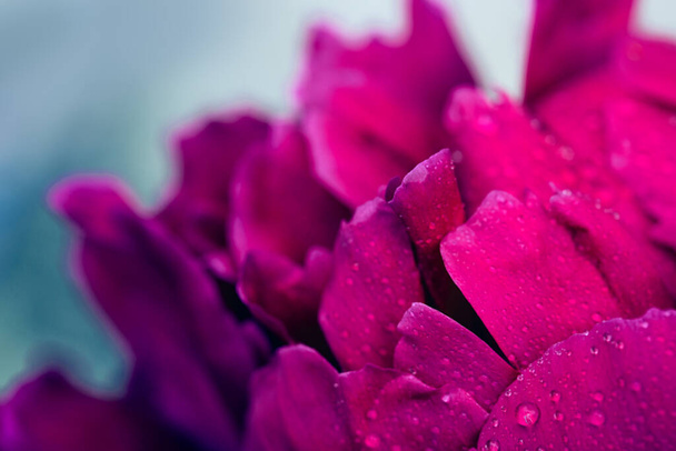 Μια μακρο-εικόνα από ένα κόκκινο λουλούδι παιωνία . - Φωτογραφία, εικόνα