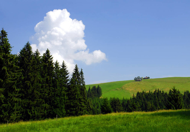 Succulent mountain meadow in appenzellerland (Switzerland) seen climbing to Kronberg 1652 meters above sea level. - Φωτογραφία, εικόνα