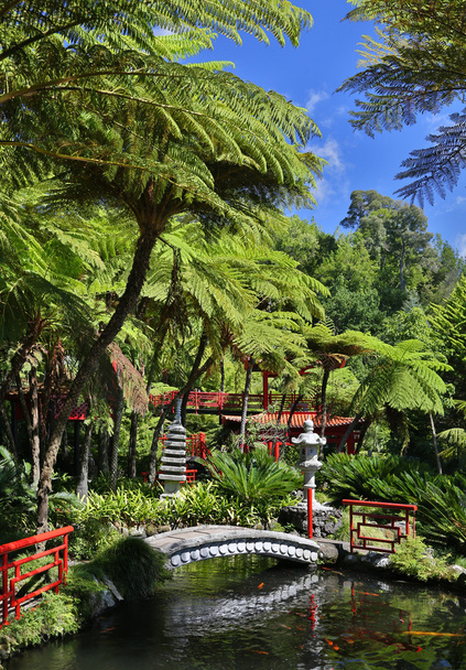 tropischer Garten in Funchal (Madeira, Portugal)) - Foto, Bild