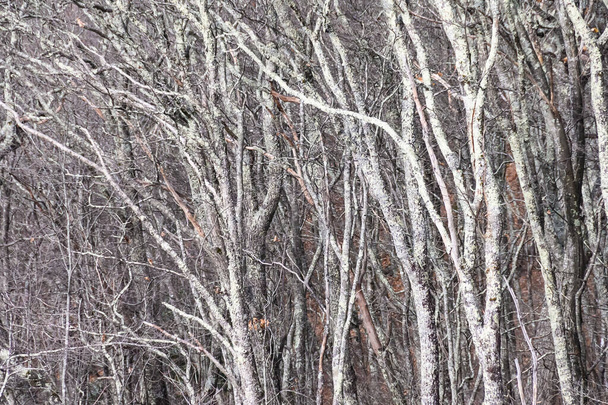 幻想の世界に存在するかのようにリヒェン覆われた森 - 写真・画像