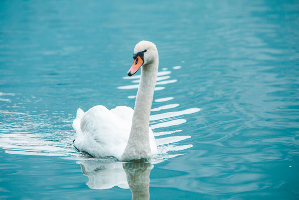 plovoucí bílá labuť v průzračné modré vodě zblízka - Fotografie, Obrázek