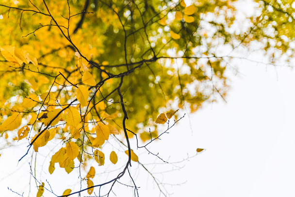 view of tree branch with yellow leaves autumn fall season gray overcast sky - Photo, Image