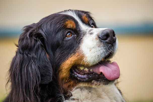 Бернская горная собака
 - Фото, изображение