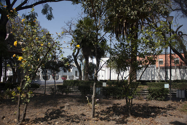Ogród z drzewami owocowymi i ozdobami, które ożywiają ulice Dzielnicy Wniebowzięcia w delegacji w południowo-wschodnim centrum Meksyku - Zdjęcie, obraz