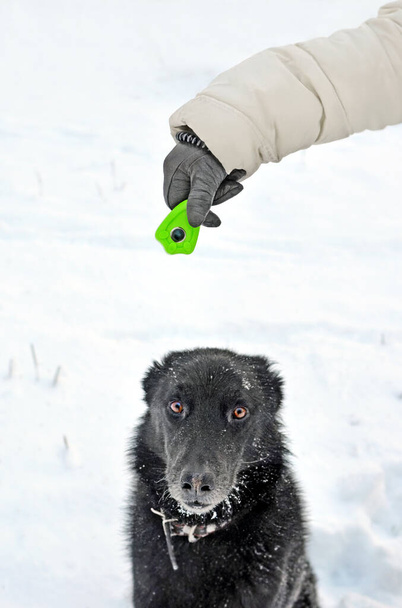 Kéz a kézben a kesztyű felett kattanó komoly koncentrált kutya a képzési területen télen. Középpontban a csukló eszköz és az állati orr - Fotó, kép