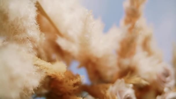 Pampas grass . Grass swings in the wind. plants slowly move in the wind. close up, slow motion - Video, Çekim
