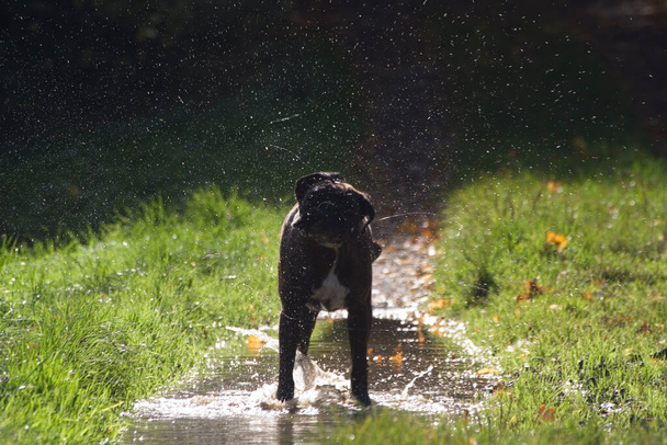Boxer in backlight shakes off water - Photo, Image