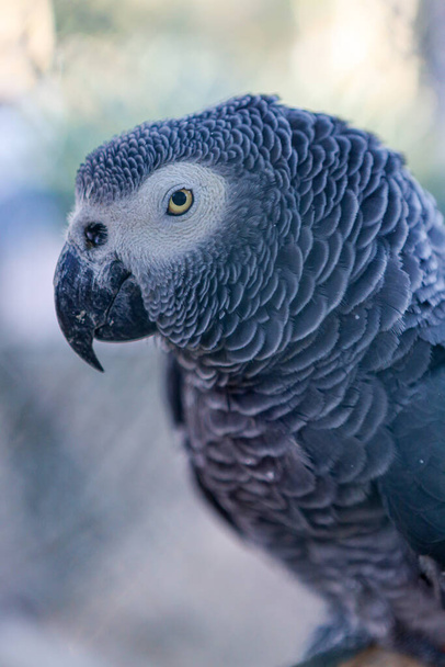Closeup portrait of African grey parrot ( Psittacus Erithacus ) or jako. Travel to Lisbon, Portugal - Photo, Image