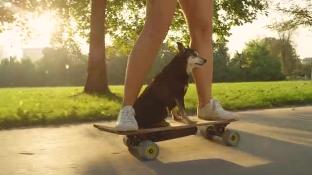 Slow Motion: Netter Welpe cruist ruhig auf dem Longboard mit coolem Skateboarder. - Filmmaterial, Video