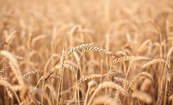 Zlatá pšenice - Fotografie, Obrázek