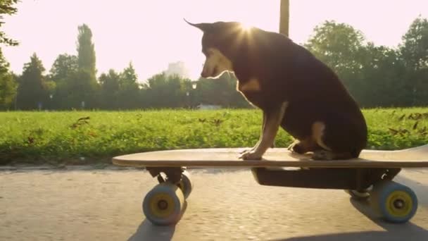 SLOW MOTION: Carino pinscher in miniatura che attraversa il parco su longboard elettrico
 - Filmati, video