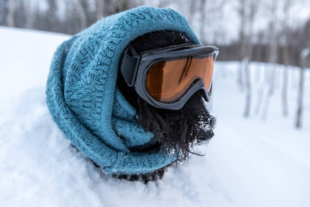 Divertente cane terrier scozzese vestito maschera da sci e sciarpa blu su uno sfondo di neve e foresta. Località sciistica
 . - Foto, immagini