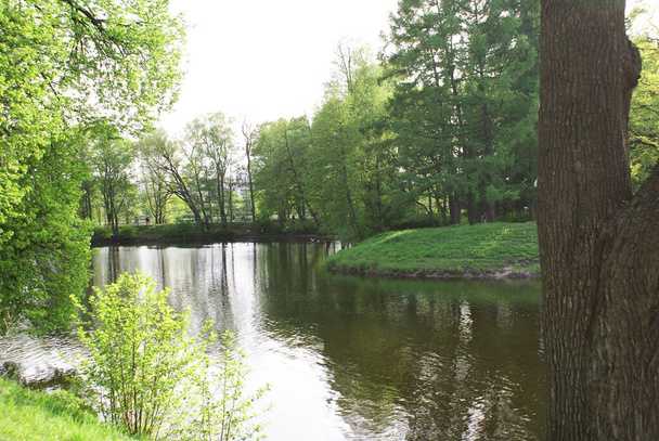 A tó a parkban, amely tükrözi a fák, természet, nyár. - Fotó, kép